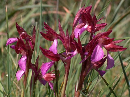 Orchis papilionacea / Orchidea farfalla